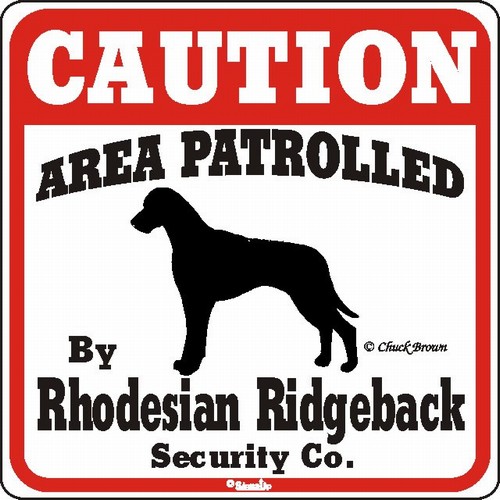 rhodesian ridgeback teddy