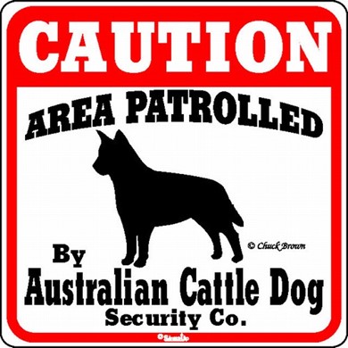 Raining Cats and Dogs | Australian Cattle Dog Caution Sign, the Perfect Dog Warning Sign