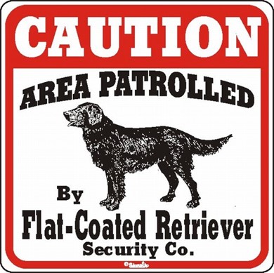 Raining Cats and Dogs | Flat Coated Retriever Caution Sign, the Perfect Dog Warning Sign