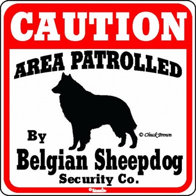 Raining Cats and Dogs | Belgian Sheepdog Caution Sign